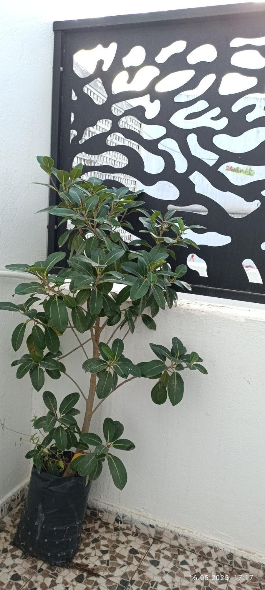 Fufa Haute Standing Appartment S2 Center Monastir Ngoại thất bức ảnh